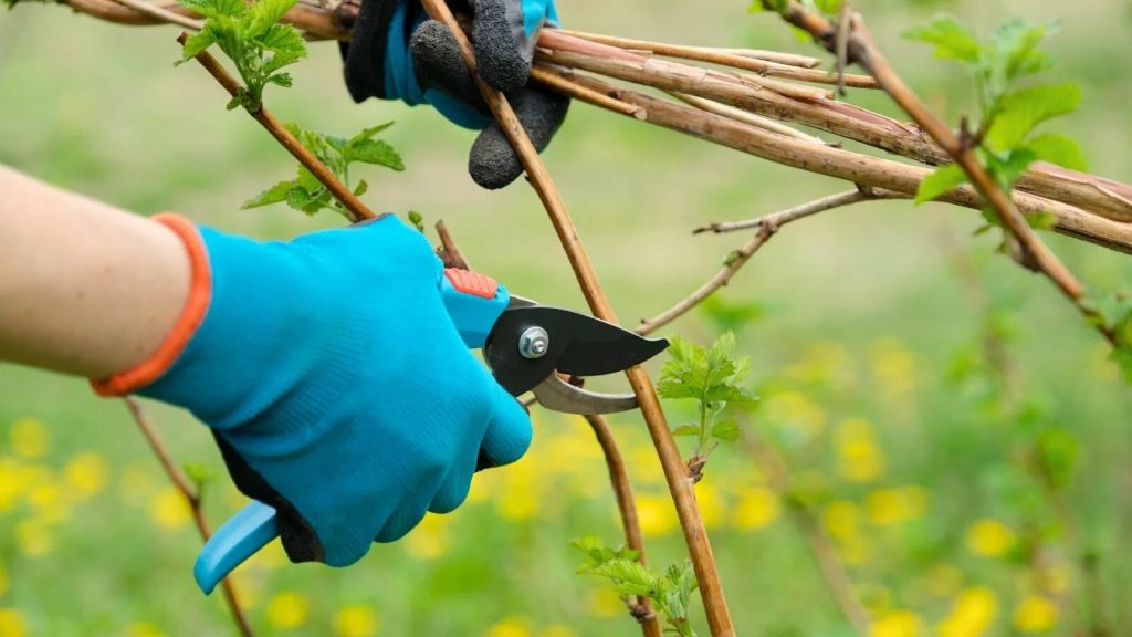 August-Schnitt: Für diese Pflanzen ist jetzt ein Schnitt erforderlich