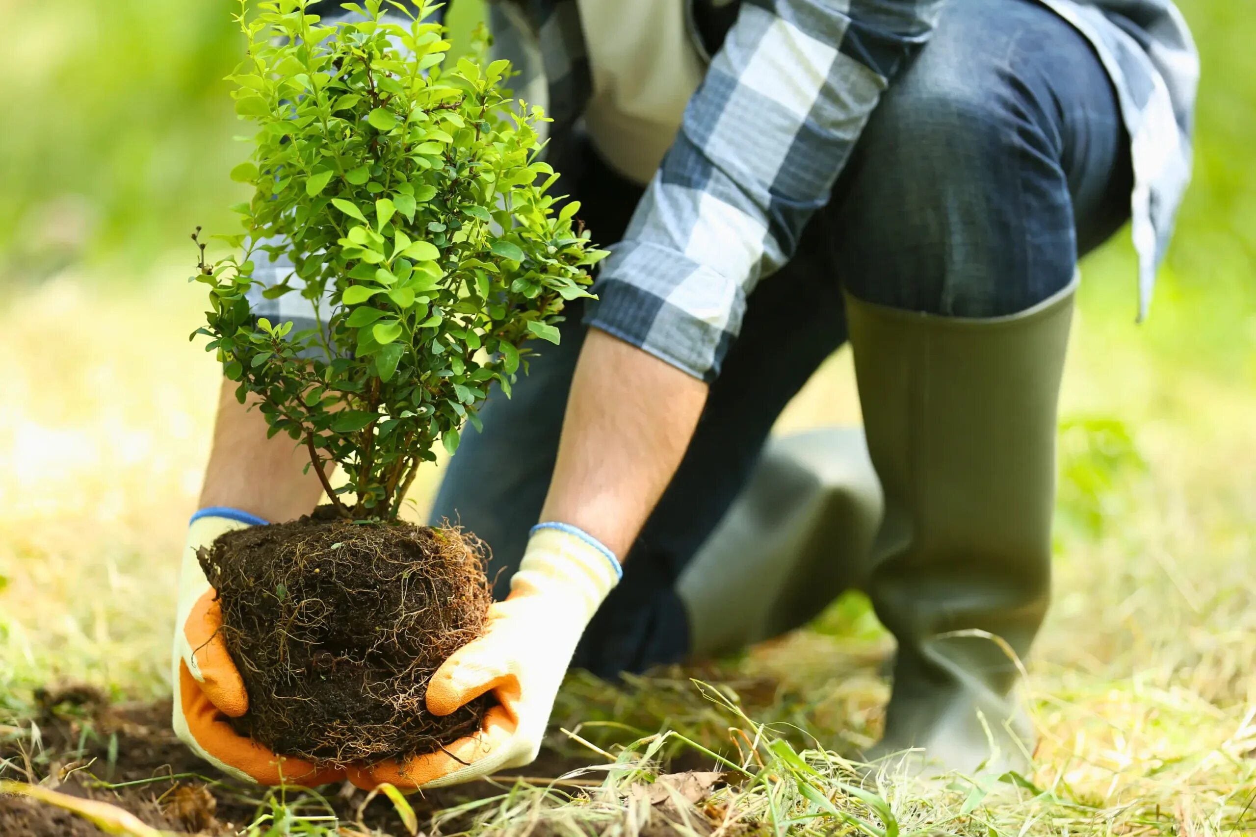 Welchen Obstbaum sollte man im September pflanzen, um im Sommer eine Ernte einzufahren?