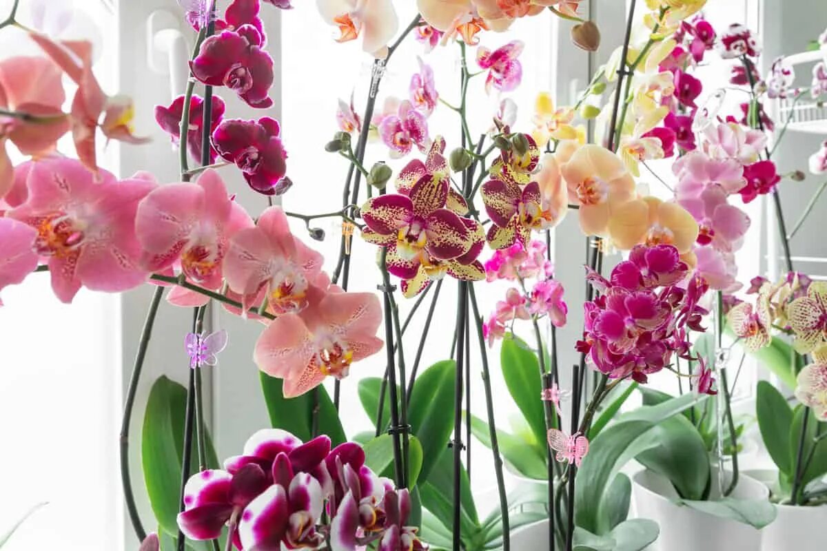 Schneiden Sie die Orchidee an dieser Stelle zurück. Es werden doppelt so viele Knospen entstehen.