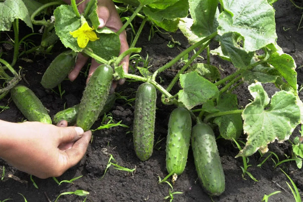 Pflanzen von Gurken im August: wichtige Tipps für eine erfolgreiche E