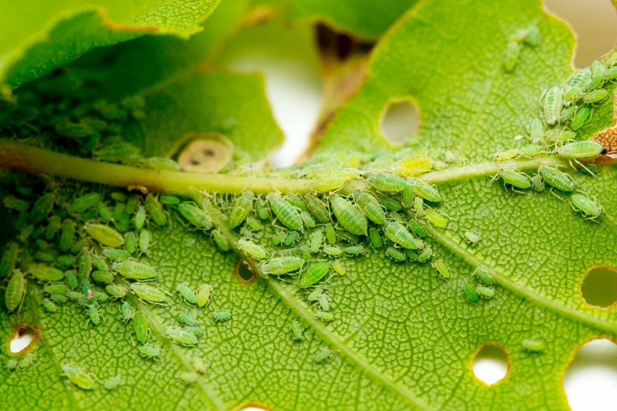 Dies ist eine zuverlässige Methode zur Schädlingsbekämpfung. Binden Sie ein gelbes Band um den Baum