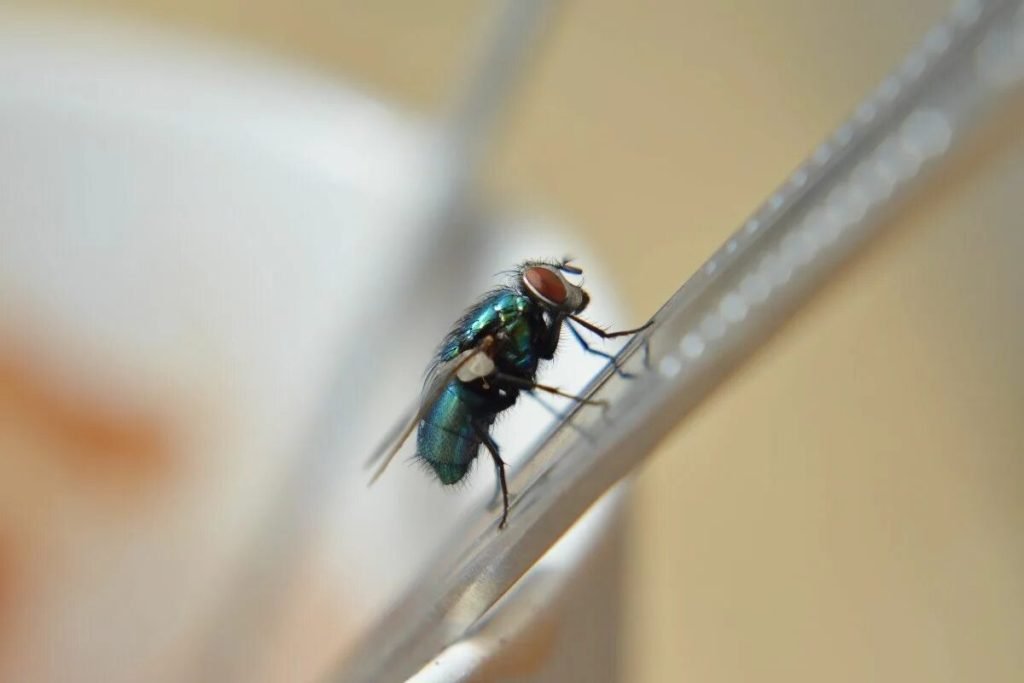 Wie kann man Fliegen im Haus auf natürliche Weise loswerden, laut Experten?