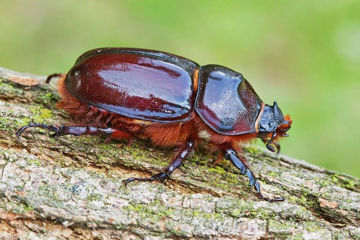 Was bedeutet das Auftreten von Käfern in Ihrem Haus laut Experten?