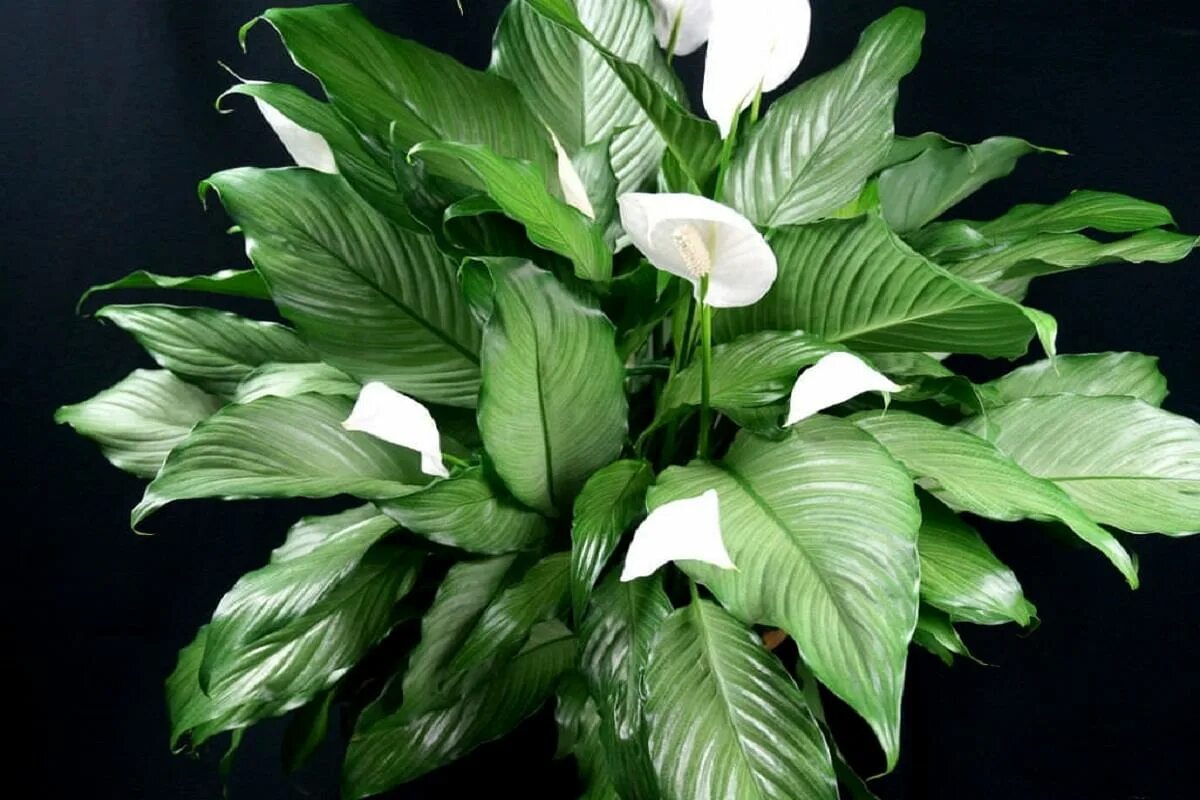 Blüht Ihr Spathiphyllum nicht? Nach zwei Wochen erscheint eine neue Knospe