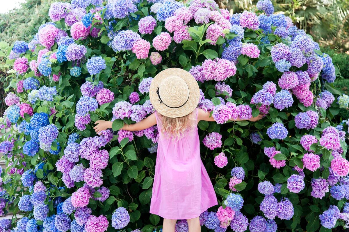 Warum verlieren Hortensien im Sommer ihre Farbe? Sie können ihnen ganz einfach ihre satte Farbe zurückgeben.