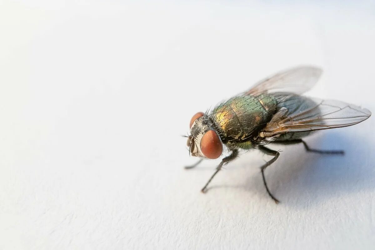 „Seit ich dieses einfache Ding aus Alufolie benutze, kommen die Fliegen nicht mehr zurück.“