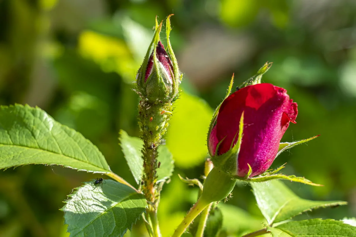 Verfärben sich die Blätter Ihrer Rosen gelb? Keine Panik, finden Sie einfach die Ursache heraus.