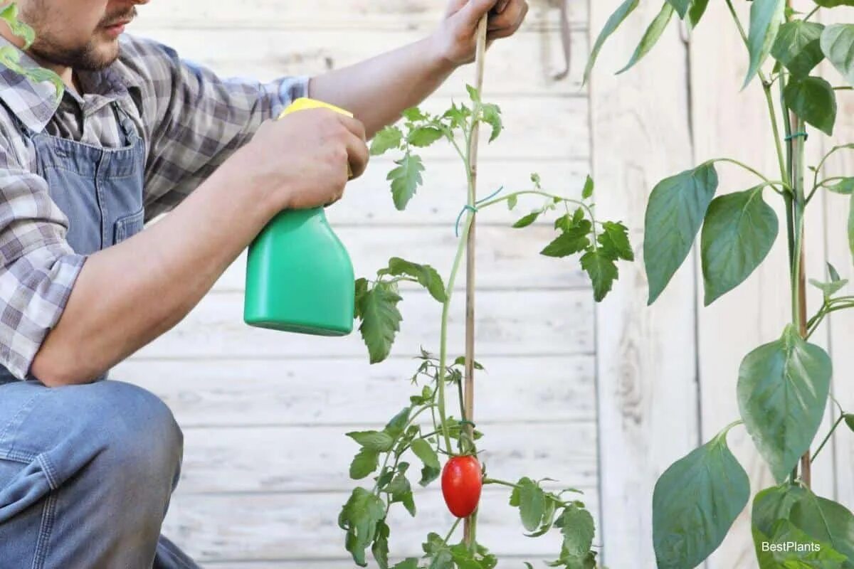 Die Krankheit wird Ihre Tomaten nicht befallen. Verdünnen Sie noch heute 1 Liter Wasser und besprühen Sie Ihre Tomaten. Hausmittel gegen Kartoffelfäule bei Tomaten.