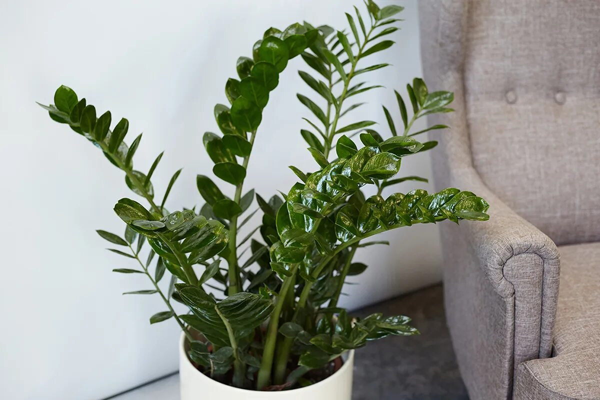 Vermehrung von Zamioculcas: 4 beste Methoden. Wann sollte Zamioculcas umgetopft werden?