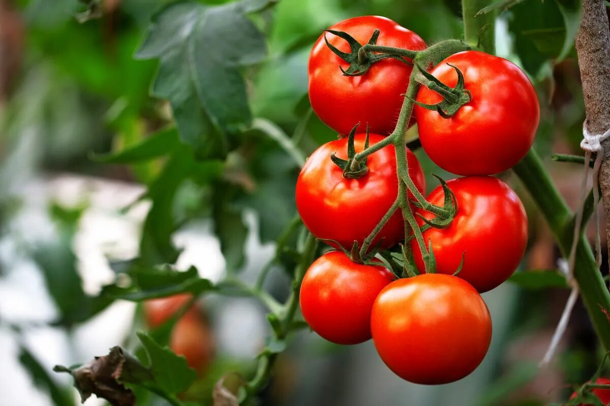 Tomaten: Wie man die Reifung der letzten Früchte mit einem speziellen Schnitt am Ende des Sommers beschleunigen kann