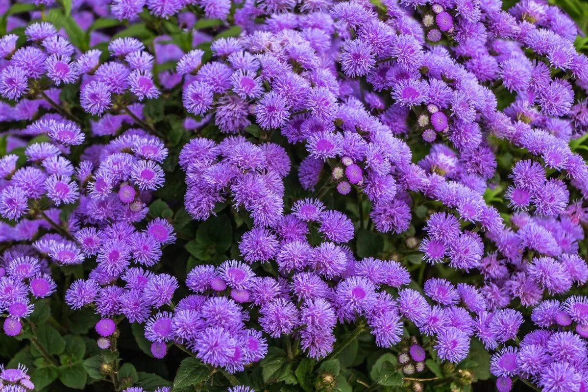 Schön, pflegeleicht und mückenabwehrend: Diese Blume möchten Sie auf Ihrer Terrasse oder in Ihrem Garten haben.