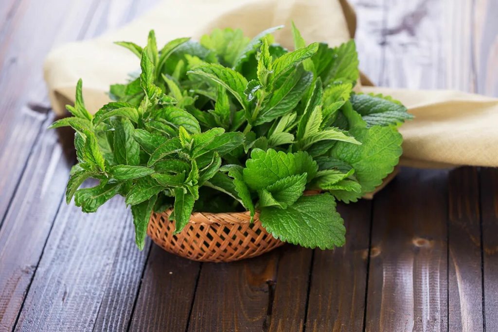 Eine Pflanze aus dem Garten, die Stress abbaut und nach dem Sommer neue Energie spendet: Probieren Sie diesen Tee gleich jetzt!