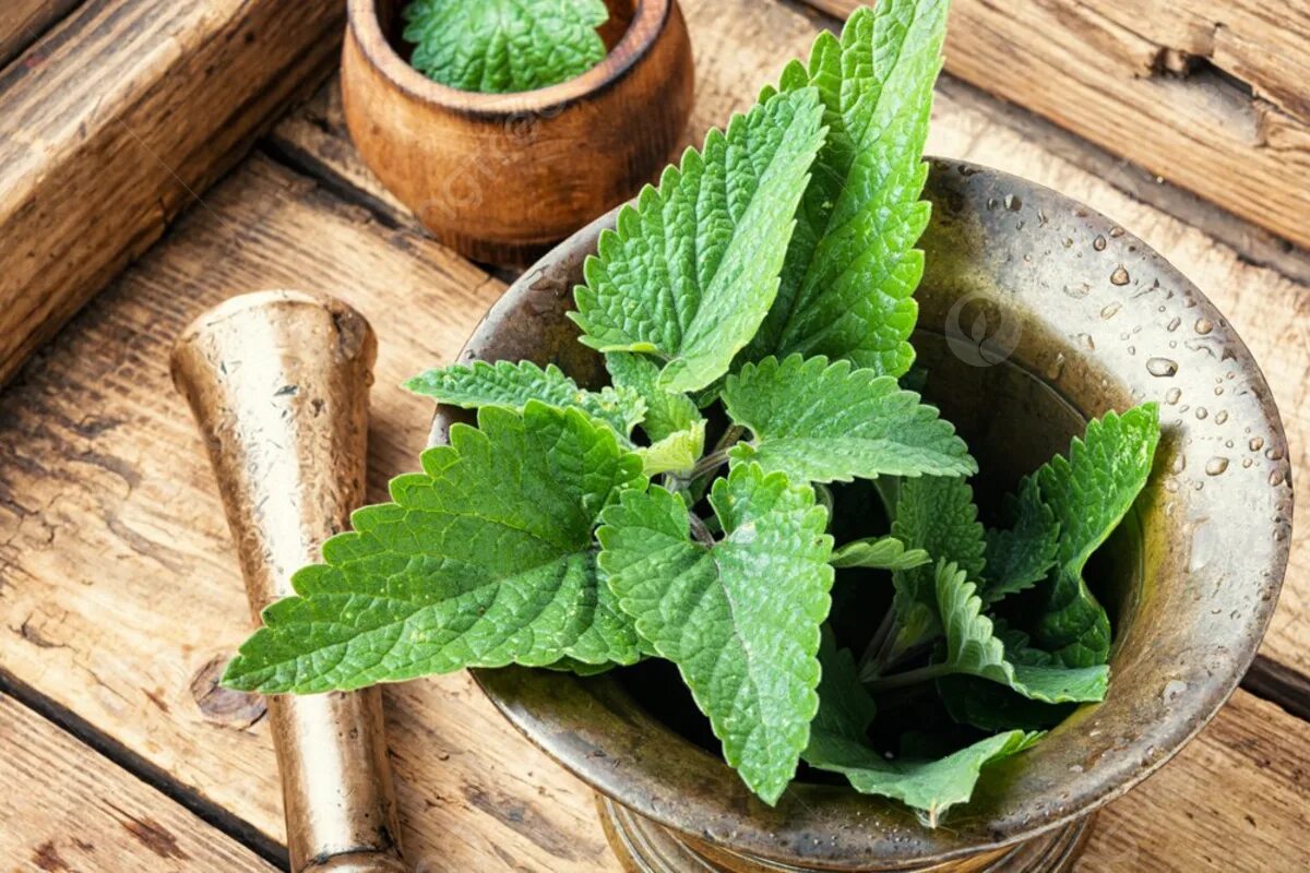 Eine Pflanze aus dem Garten, die Stress abbaut und nach dem Sommer neue Energie spendet: Probieren Sie diesen Tee gleich jetzt!