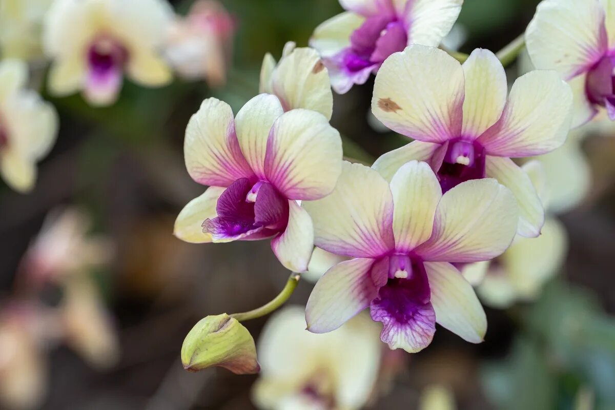 Garten: Wie man Orchideen aus einem Blatt mit Bier züchtet