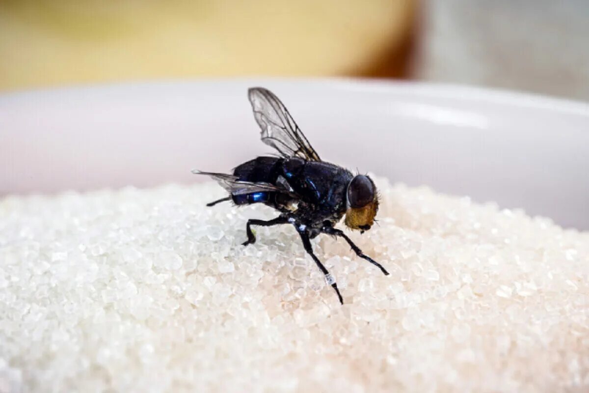 Nehmen Sie es aus dem Küchenschrank und streuen Sie es auf die Arbeitsplatte. Die Fliegen werden davonfliegen, wohin der Pfeffer wächst