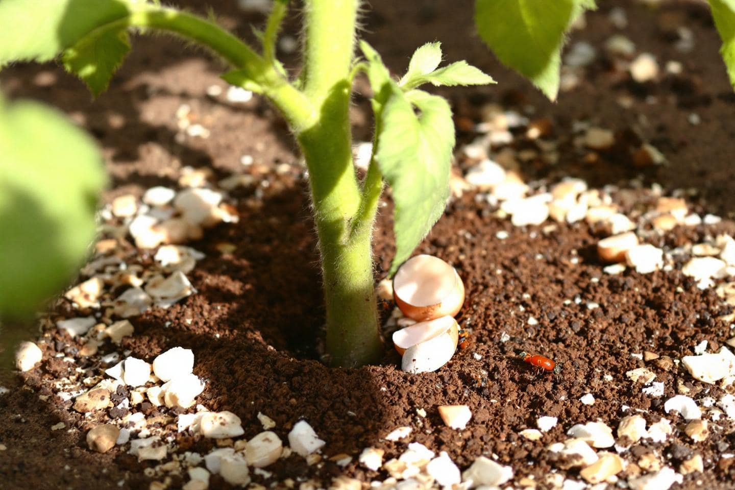 Ameisenplage im August und September? Natürliche und kostengünstige Methoden zum Schutz von Gemüsegarten und Obstgarten ohne Pestizide.