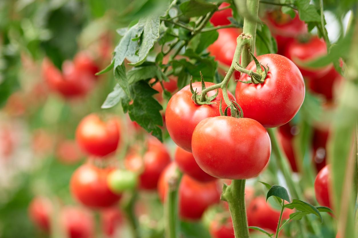 Nach den Tomaten pflanze ich immer folgende Gemüsesorten, um den Boden wieder aufzubauen.