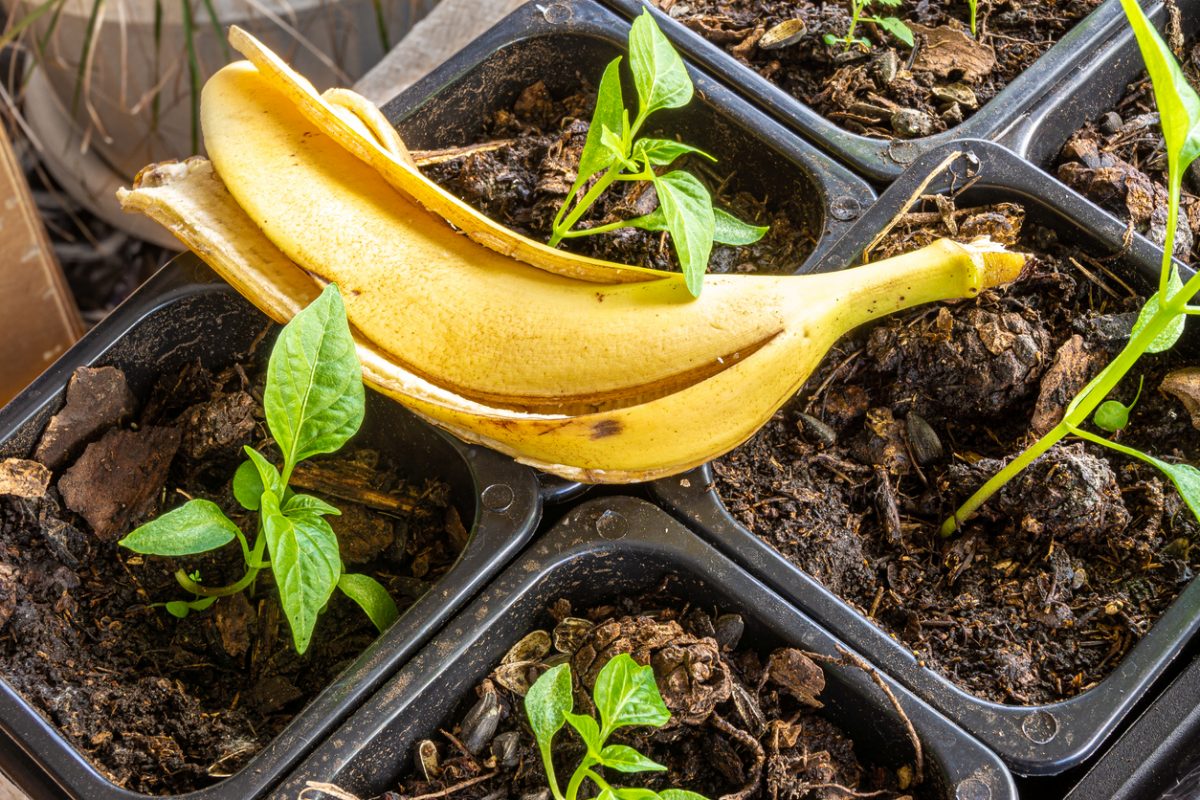 „Mir wurde immer gesagt, dass das sinnlos sei, aber seit ich Bananenschalen unter meine Tomaten lege, ist meine Ernte doppelt so groß wie zuvor.“