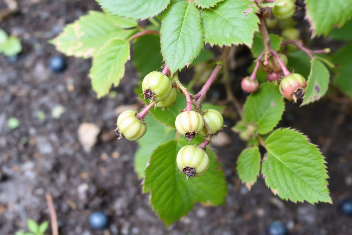 Pflanzen Sie diese vergessenen Obstbäume am Ende des Sommers: Bereits im nächsten Jahr können Sie mühelos Ihre Ernte einfahren!