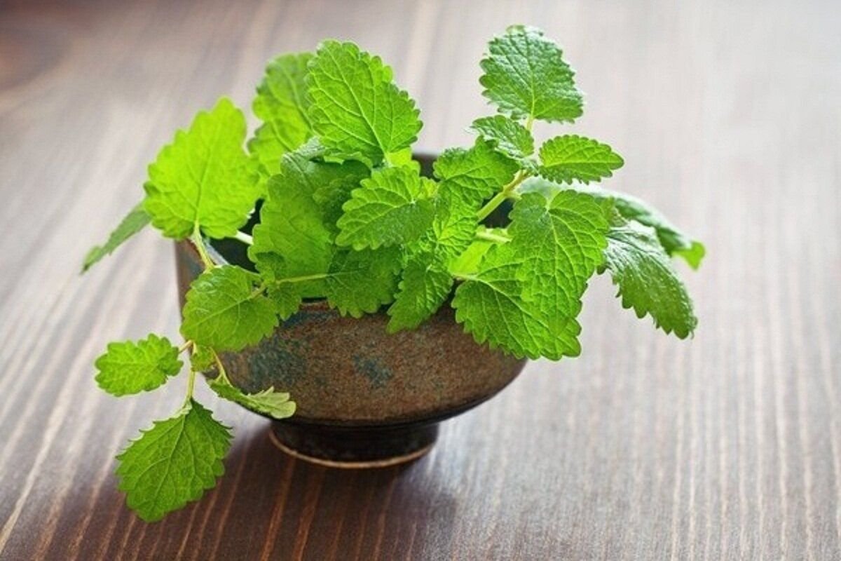 Eine Pflanze aus dem Garten, die Stress abbaut und nach dem Sommer neue Energie spendet: Probieren Sie diesen Tee gleich jetzt!