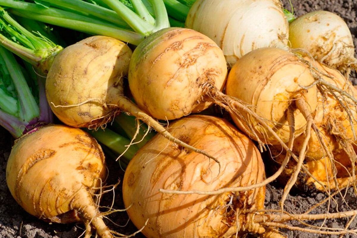 Säen Sie dieses anspruchslose Gemüse Anfang August: Trotz der kühlen Nächte im Garten ist die Ernte bereits im September garantiert.
