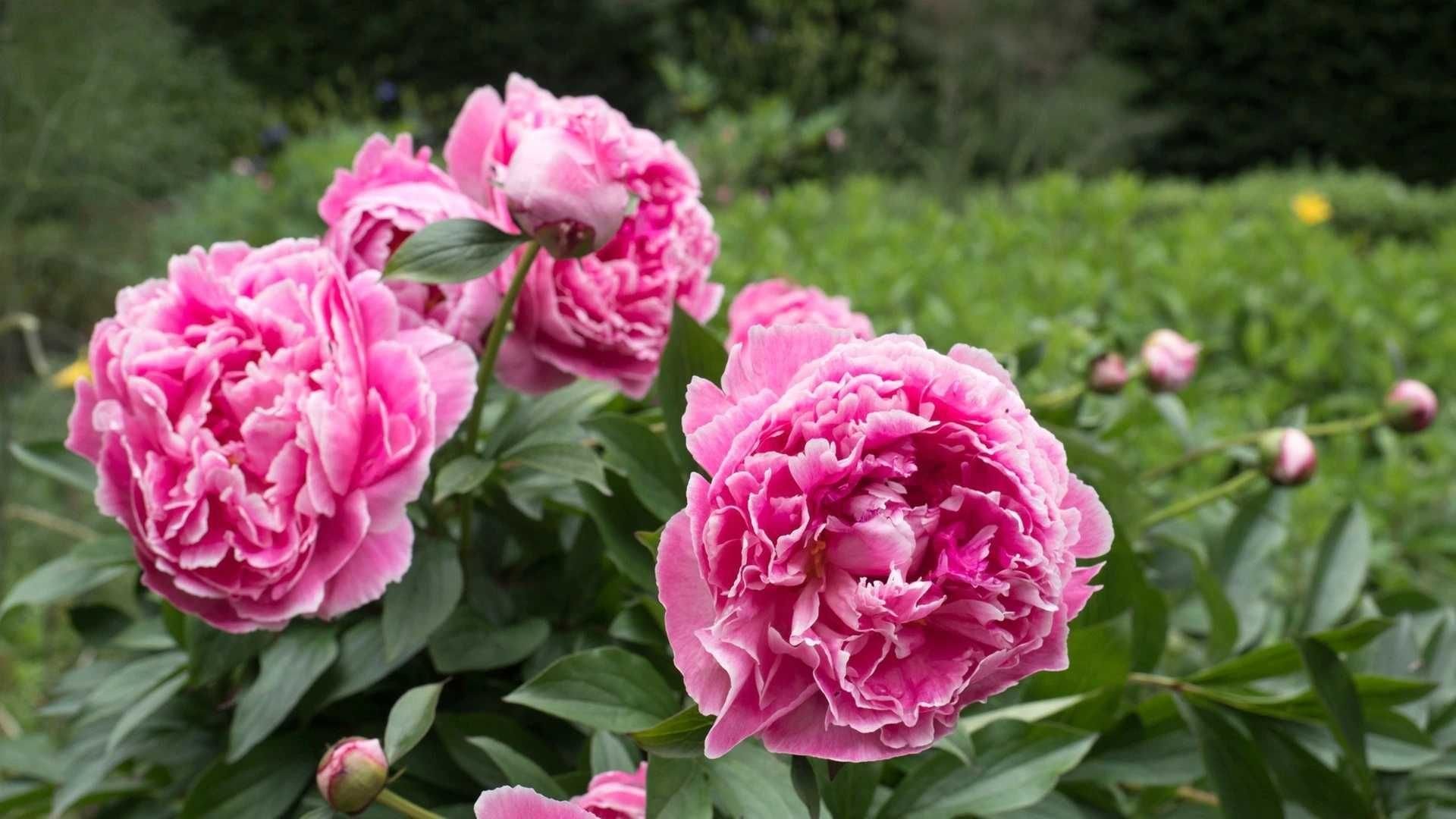 Schneiden Sie Pfingstrosen genau so zurück. Das ist der Schlüssel zu einer üppigen Blüte.