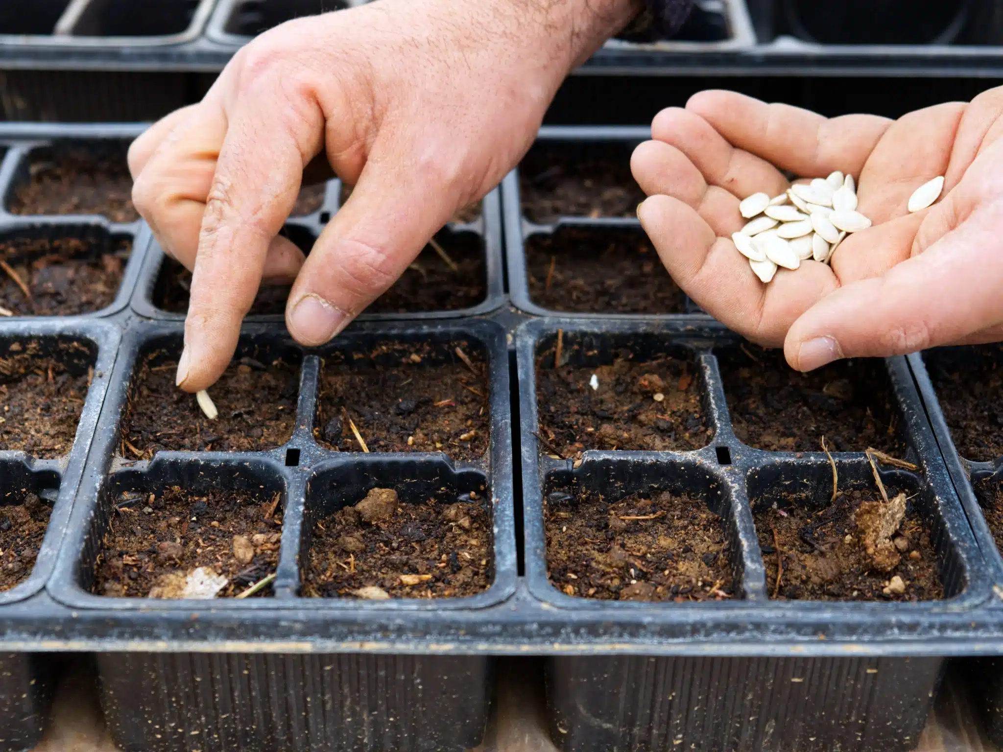 Garten: Diese Samen müssen bis Ende August ausgesät werden, damit Sie schon im Herbst köstliches Gemüse aus Ihrem Garten genießen können.