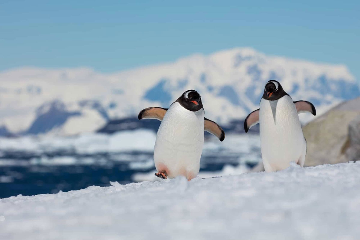 Wie lange können wir noch die Antarktis besuchen? Das touristische Interesse an dem eisigen Kontinent wächst, bis der Klimawandel ihn für immer verändert hat.