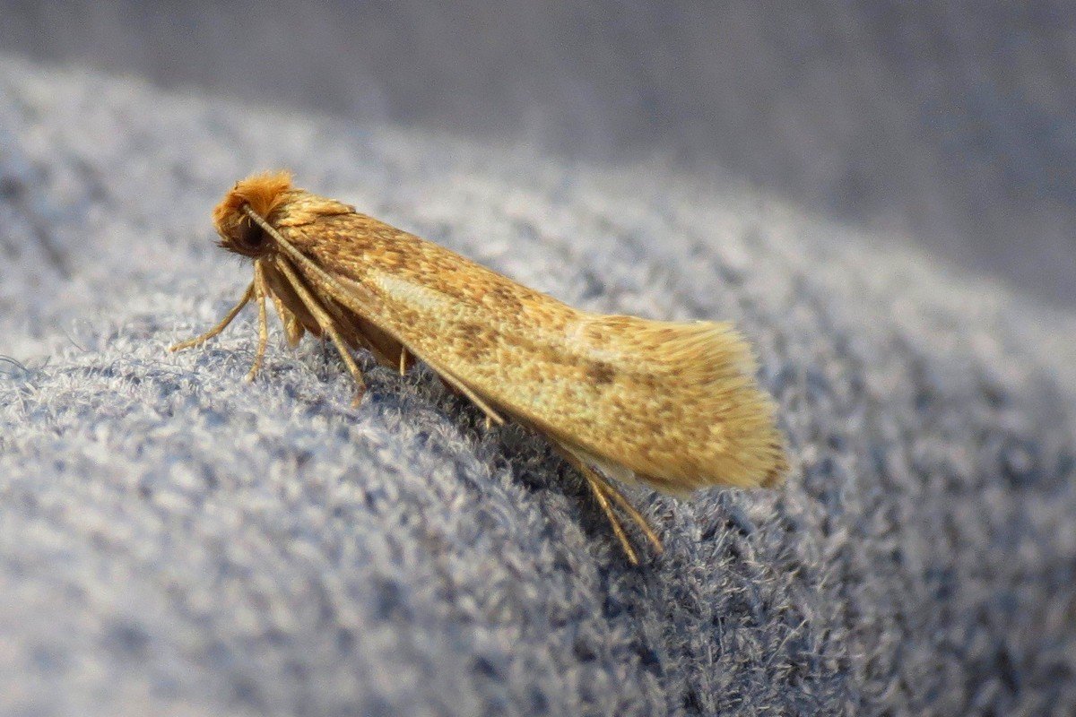 Weder Zitrone noch Insektizide: Der beste Weg, Motten im Sommer zu vertreiben, ist, diese Pflanze ans Fenster zu stellen.