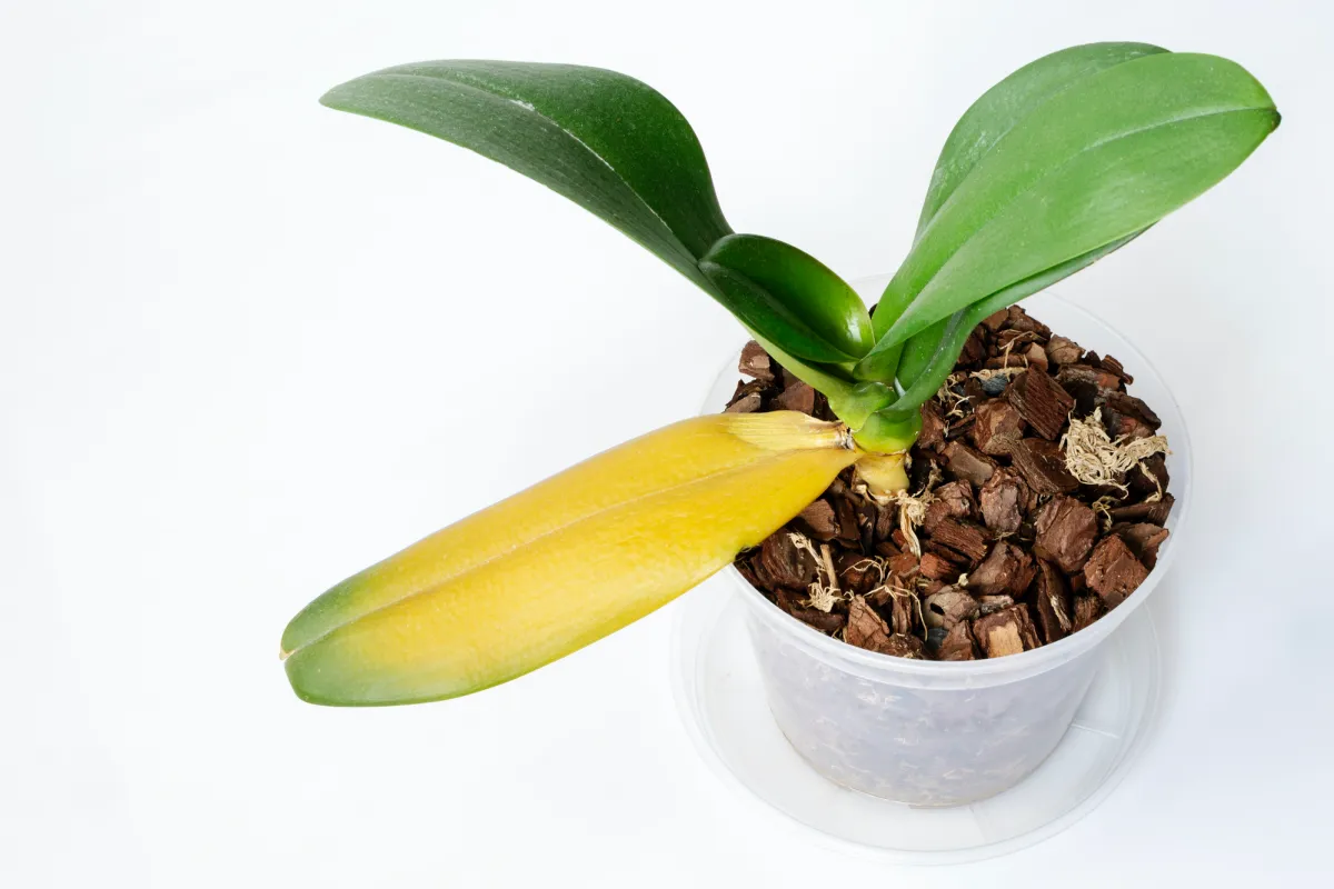 Gelbe Blätter an Ihrer Orchidee: Wie können Sie Ihre Lieblingspflanze wiederbeleben (und retten)?