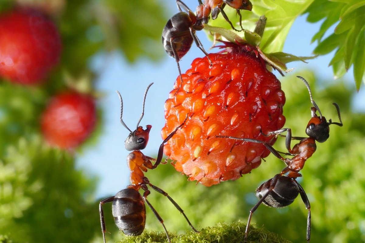 Nutzen Sie im August und September diese natürlichen Tipps, um Ameisen im Gemüsegarten und im Garten ohne Chemikalien loszuwerden.