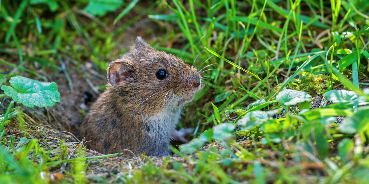 Eine Feldmaus hat sich im Garten niedergelassen. Muss man sie loswerden?