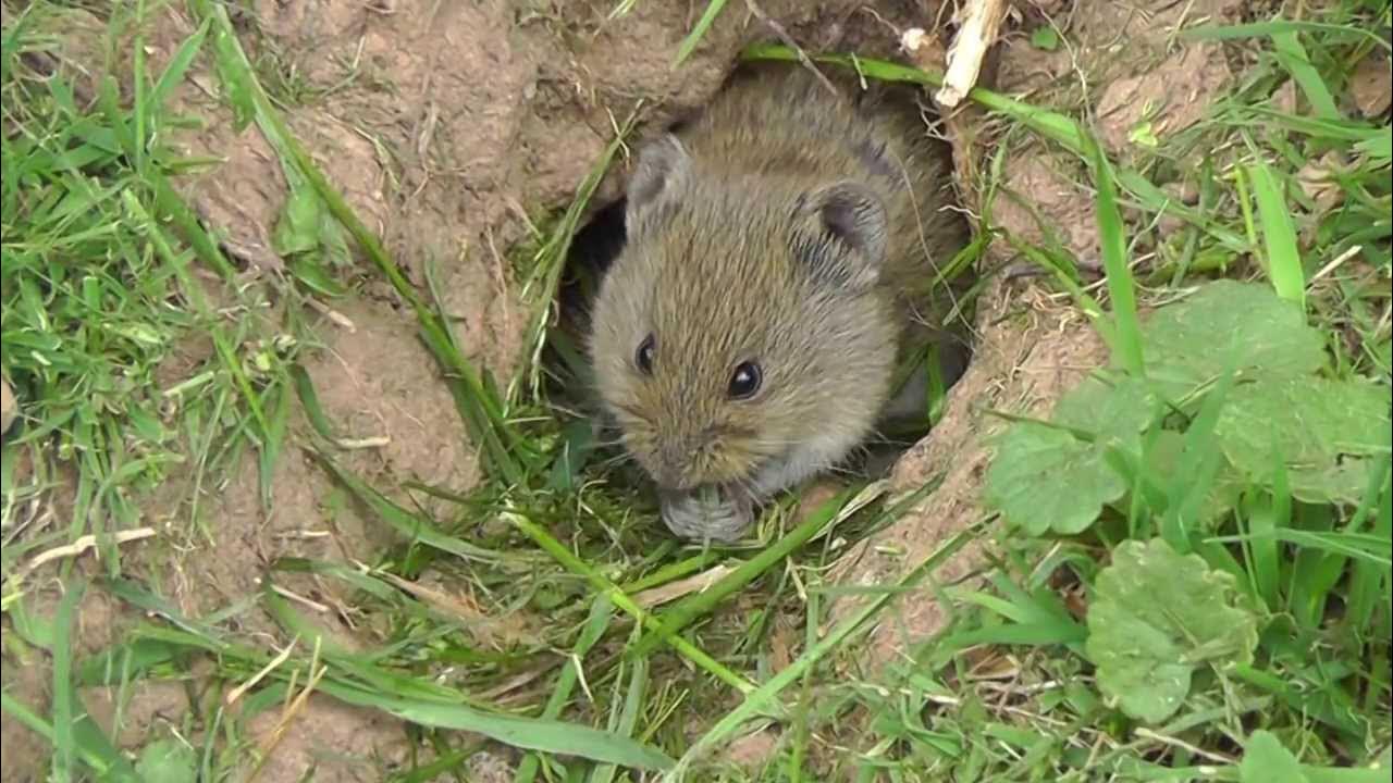 Eine Feldmaus hat sich im Garten niedergelassen. Muss man sie loswerden?