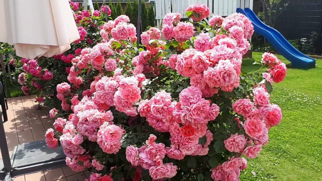 Die Rosen werden bis November blühen. Es reicht aus, sie einfach damit zu verwöhnen
