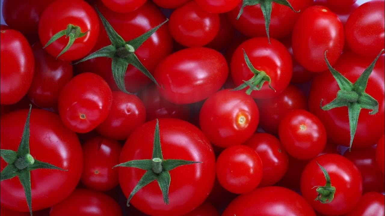 Weder im Obstkorb noch im Kühlschrank: Der ideale Aufbewahrungsort für Tomaten ohne Beschädigungen