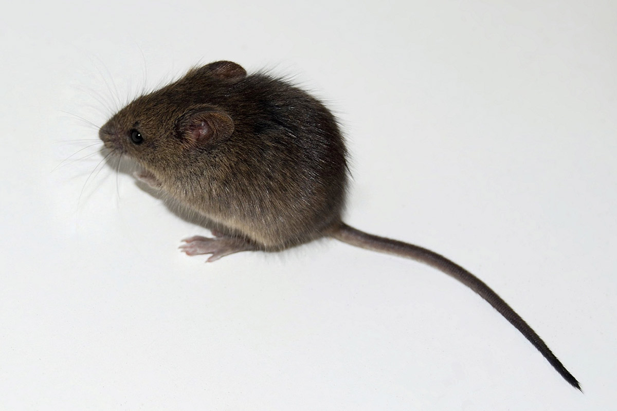 Stellen Sie es in der Nähe des Nestes auf. Ratten und Mäuse verschwinden schnell