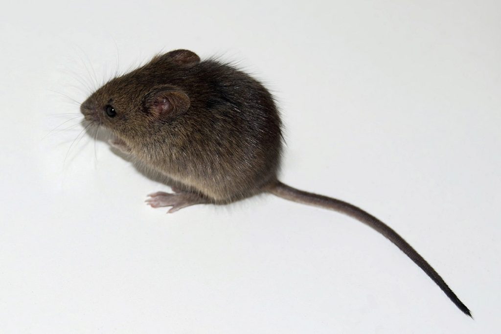 Lorbeerblätter gegen Mäuse: Entdecken Sie ein Hausmittel, das wirklich wirkt