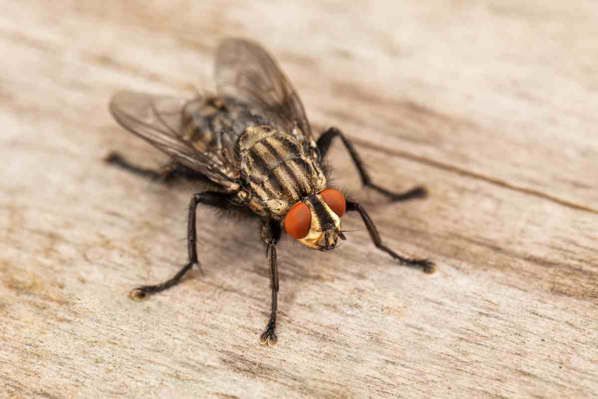 Meine superwirksame (und 100 % natürliche) Fliegenfalle für zu Hause.
