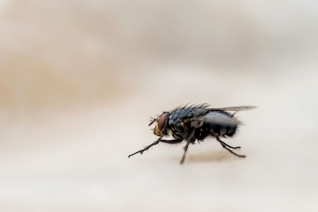 Sieben Hausmittel zum Vertreiben, Vernichten oder Fangen von Fliegen im Haus.