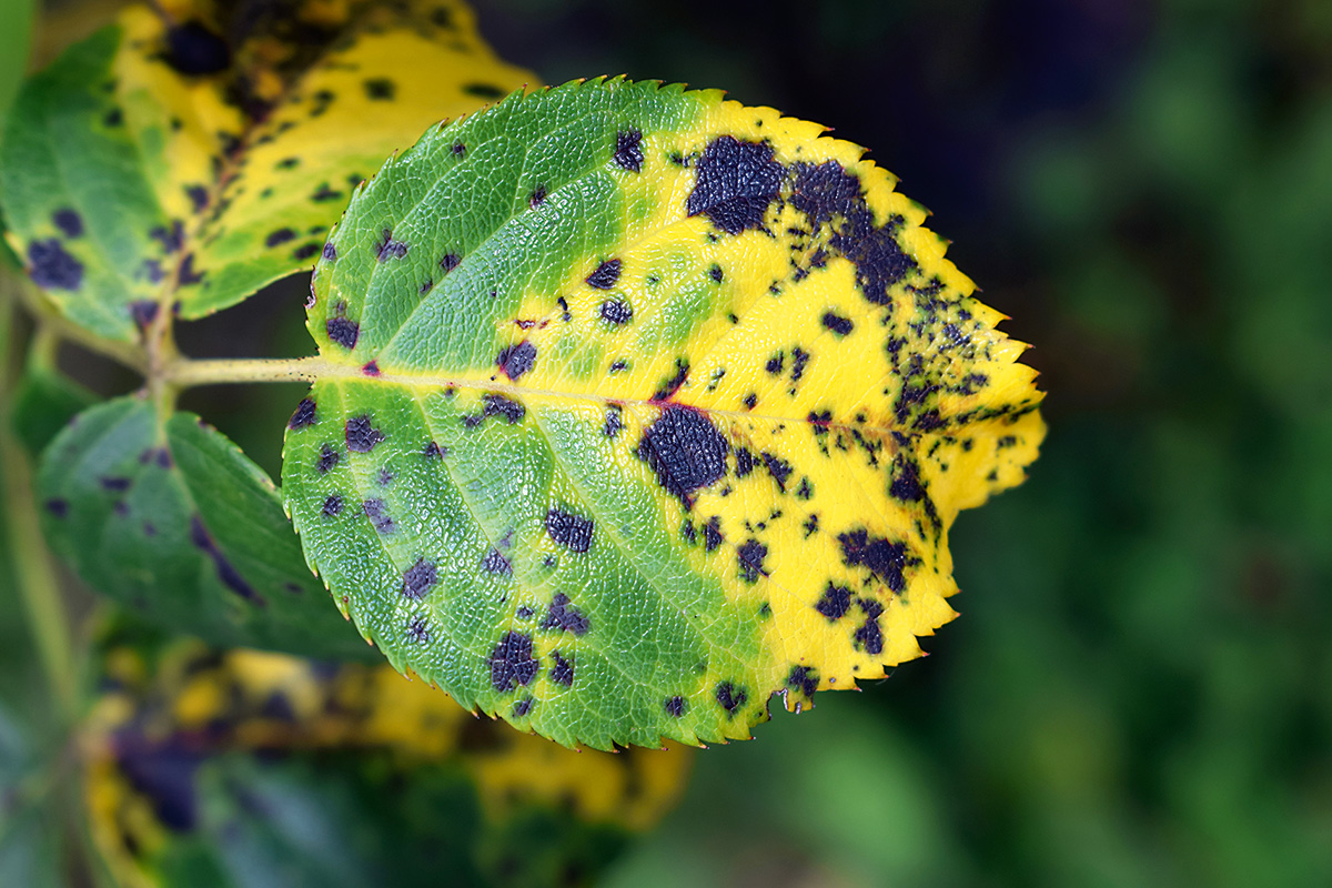 Sammeln, trocknen, auskochen – und die Schwarzfleckigkeit der Rosen gehört der Vergangenheit an