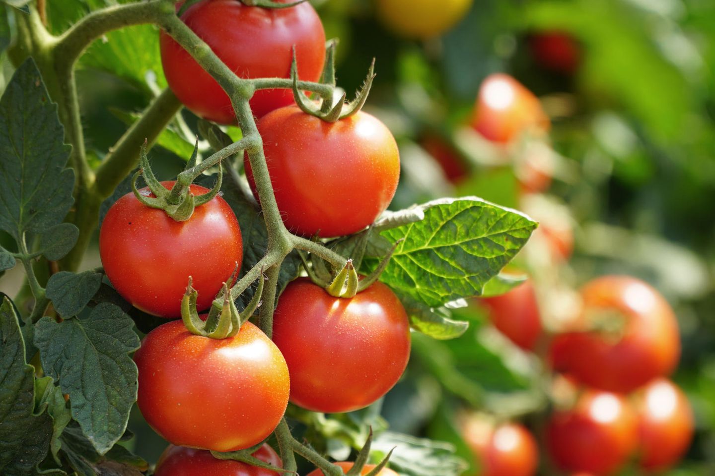 Tomaten: eine bewährte Methode von Gärtnern, um die Ernte bis zum Herbst zu verlängern