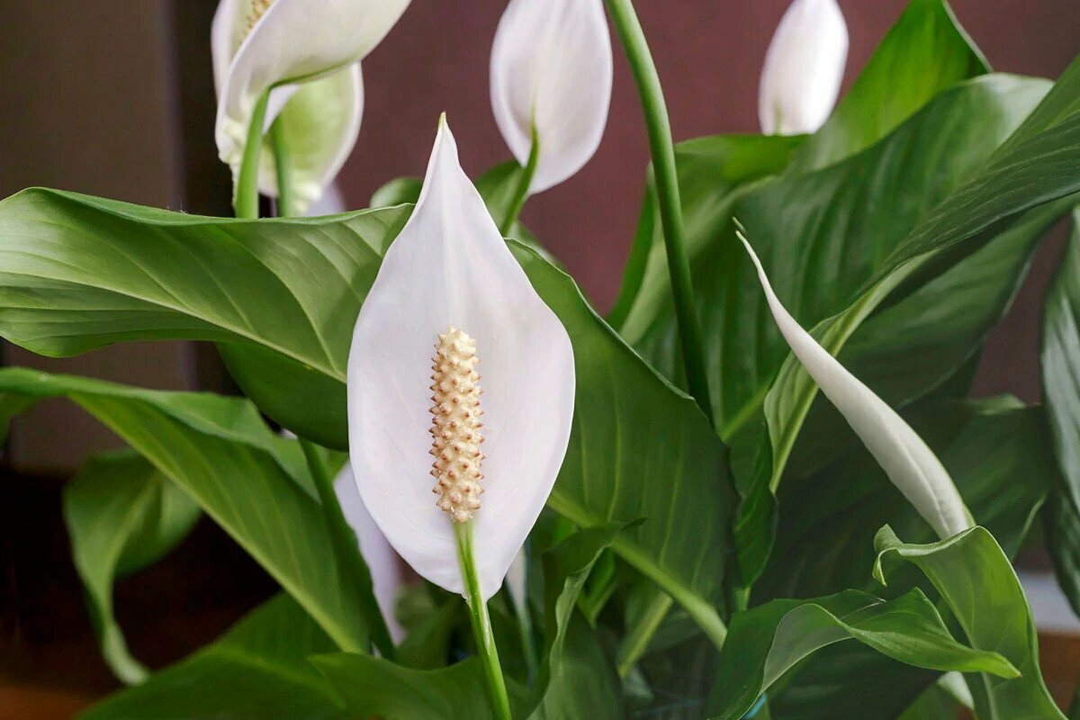 Blüht Ihr Spathiphyllum nicht? Nach zwei Wochen erscheint eine neue Knospe