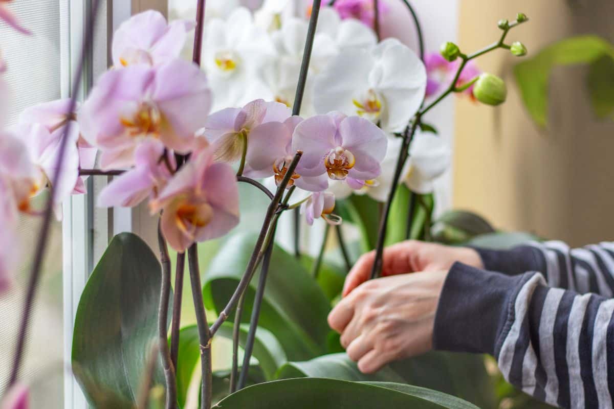Ihre Orchidee wird blühen wie nie zuvor! Entfernen Sie einfach dies aus ihr.