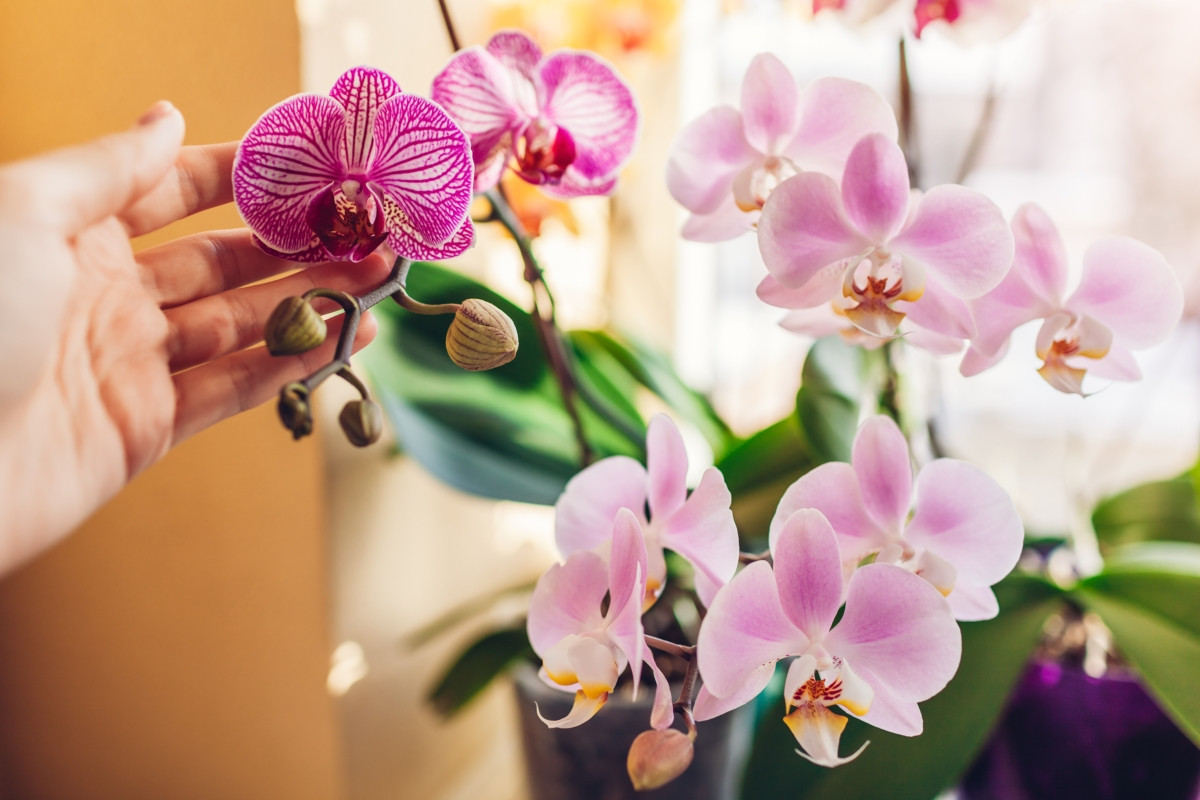 Schneiden Sie die Orchidee an dieser Stelle zurück. Es werden doppelt so viele Knospen entstehen.