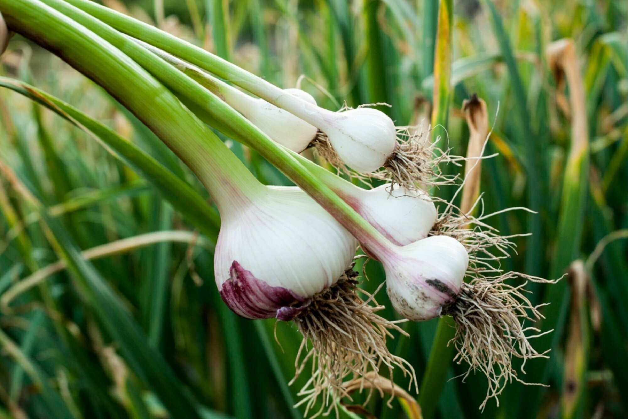 Knoblauch neben Rosensträuchern pflanzen: eine alte Methode, die wirklich gegen Blattläuse hilft.