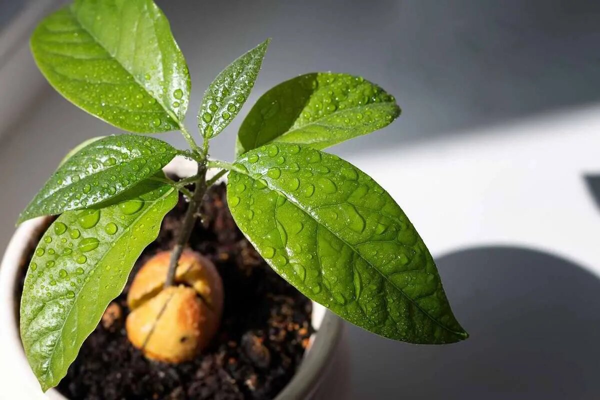 Wie man Avocados aus Stecklingen züchtet: die beste Methode Während des gesamten Prozesses ist es sehr wichtig, die Pflanze mit ausreichend Licht zu versorgen, sie jedoch vor den heißesten Sommerstunden zu schützen.