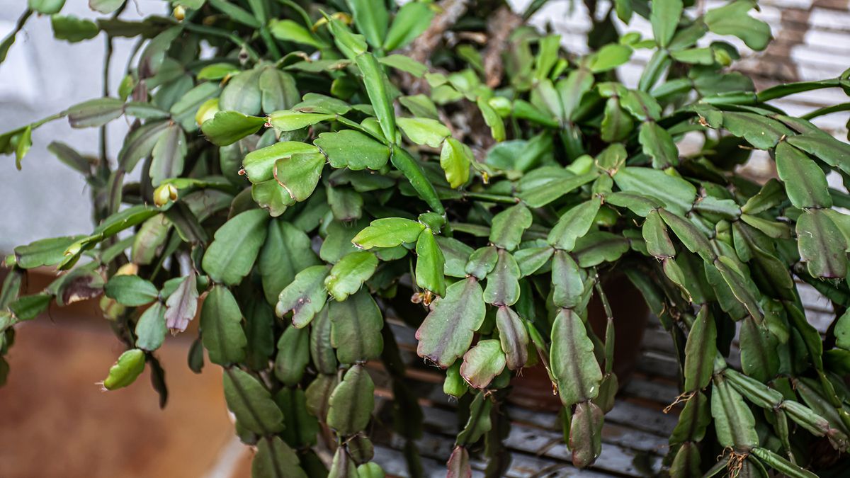 Ich füge einen Löffel hinzu und gieße die Blumen. Die Grünkrautpflanze wächst prächtig. Die schrumpeligen Blätter sind wieder grün und prall geworden. Hier sind die Regeln für die Pflege der Grünkrautpflanze