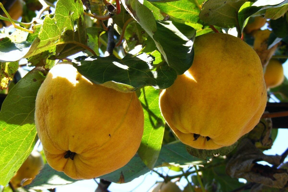 7 Obstbäume, die im August für eine reichhaltigere und qualitativ hochwertigere Ernte beschnitten werden müssen – meine Liste der wichtigsten Aufgaben am Ende des Sommers als professioneller Gärtner