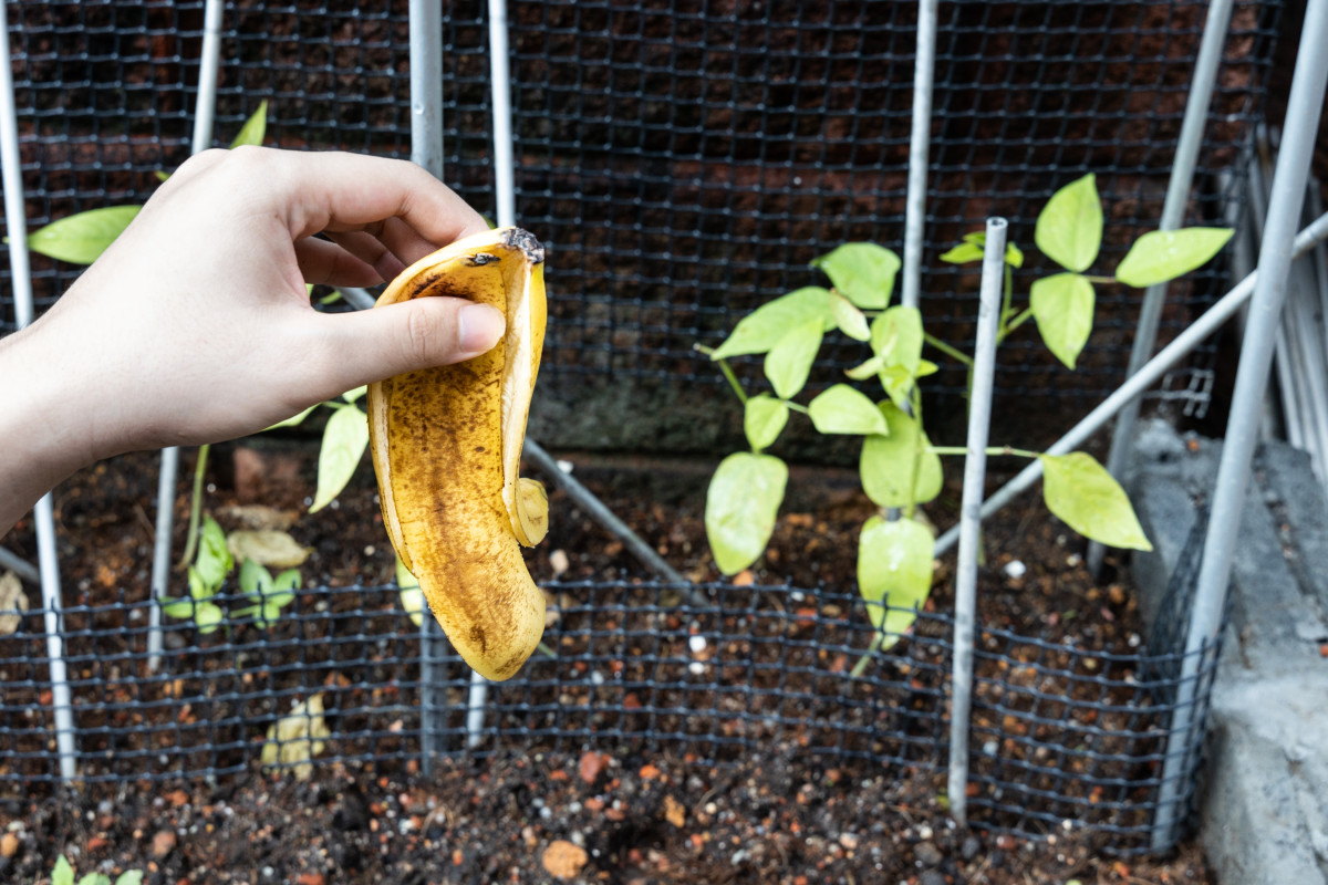 Bananenschalen, die am Fuß von Tomatenpflanzen vergraben werden: „Die Leute lachen darüber, aber dieser geniale Trick erhöht den Ertrag und reduziert den Bedarf an chemischen Düngemitteln.“