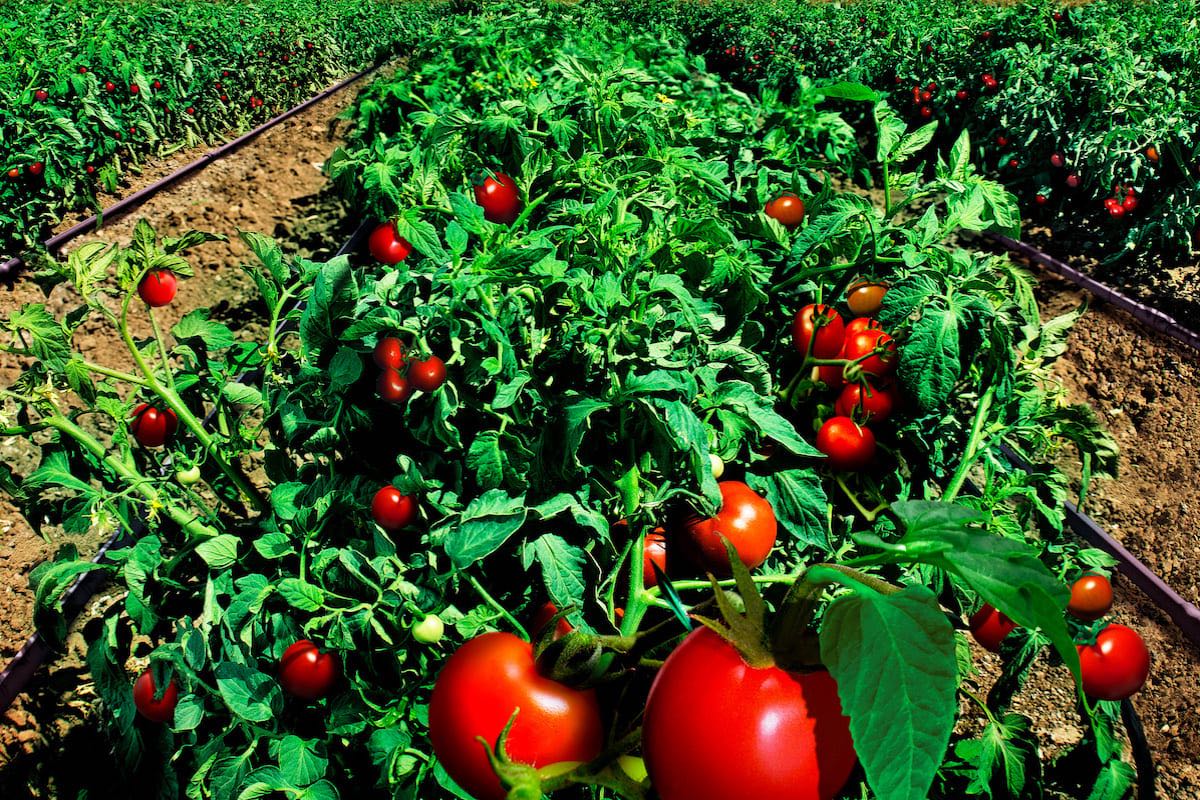 Dieser Trick, den nur wenige Gärtner zum Mulchen von Tomaten anwenden, ist einer der effektivsten!